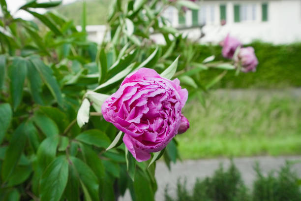 Herbal peony (Paeonia lactiflora) with pink buds and flowers. Liechtenstein is located in the heart of the Alps and the Rhine Valley.