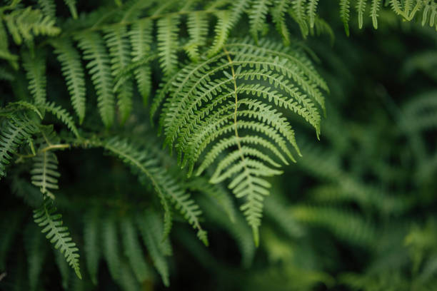 istock Fresh Fern In The Lake District 1567118636