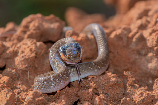 istock Red-lipped herald Snake (Crotaphopeltis hotamboeia) 1567119722