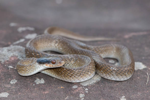 istock Red-lipped herald Snake (Crotaphopeltis hotamboeia) 1567119742