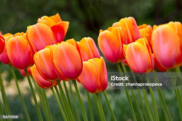 Tulipany - zdjęcia stockowe i więcej obrazów Bez ludzi - Bez ludzi, Fotografika, Horyzontalny