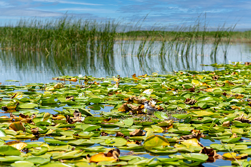 Beautiful white lotus flowers on the water