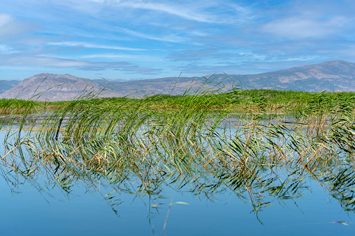 reeds and reflection in blue lake