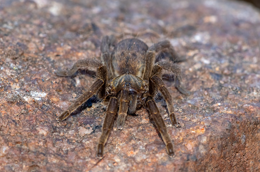 Beautiful baboon spider found in a small hole under a rock in the wild in KwaZulu-Natal, South Africa