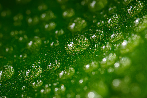 Water Drop On The Leaf And Nature Background With Beautiful Green Bokeh Circles. Horizontal composition with copy space.