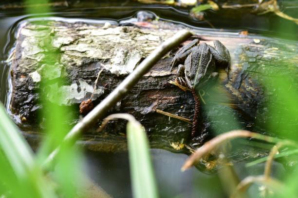 A large frog perched atop a log in a pond looking away from the camera