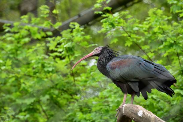 istock Majestic Forest ibis (Geronticus eremita) perched upon a tall, gray tree trunk 1567142501