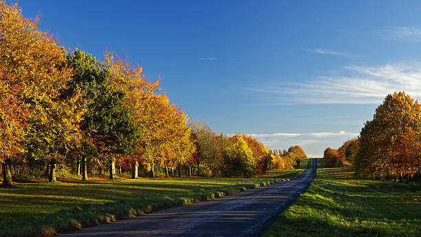 Autumn Road stock photo