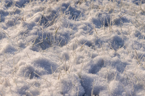 istock Yellow grass covered with snow and ice in winter 1567148340