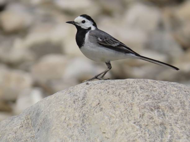 istock Closeup of a White wagtail bird perched on a rock 1567149687