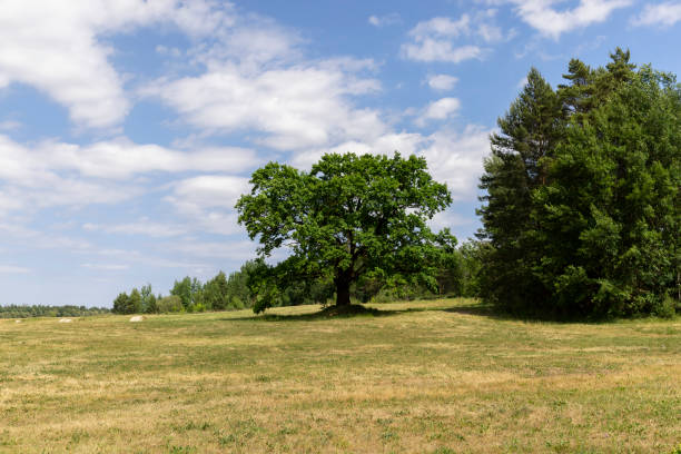 istock old tall oak with green foliage during drought 1567149692