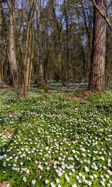 istock the first spring flowers of anemone are white in a mixed forest 1567151288