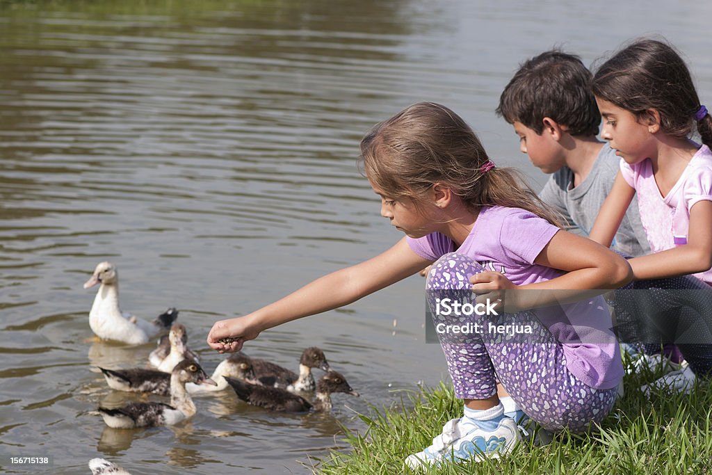 Little Girl at the Duck Pond Children Feeding Ducks At The Farm Adult Stock Photo