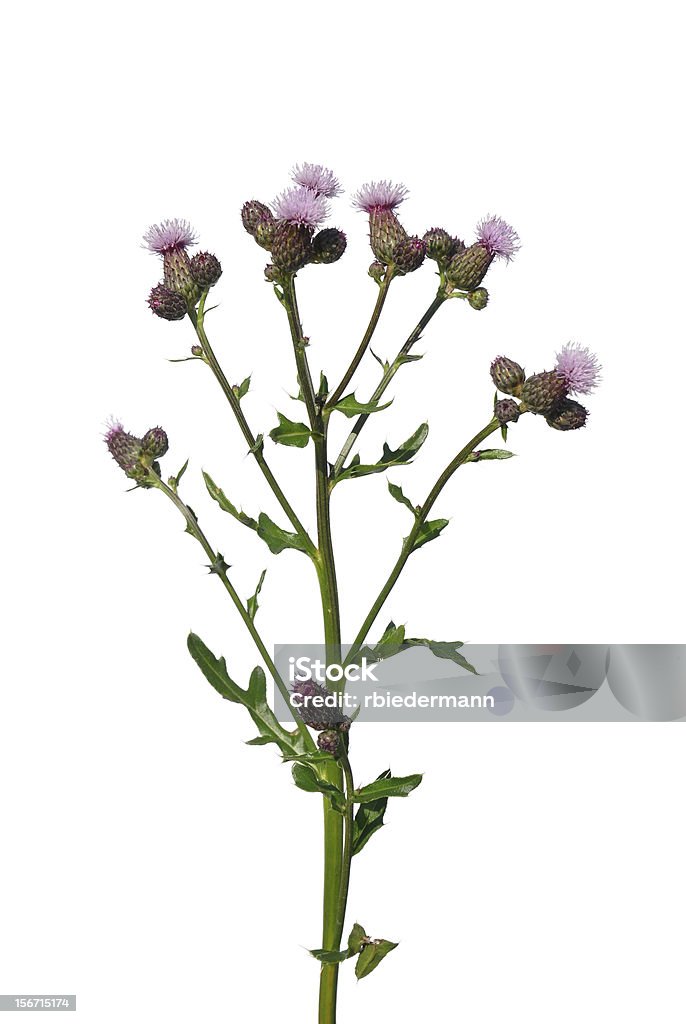 Schleichende Distel (Cirsium arvense) - Lizenzfrei Blume Stock-Foto