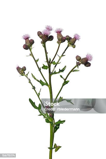 Schleichende Distel Stockfoto und mehr Bilder von Blume - Blume, Blüte, Distel