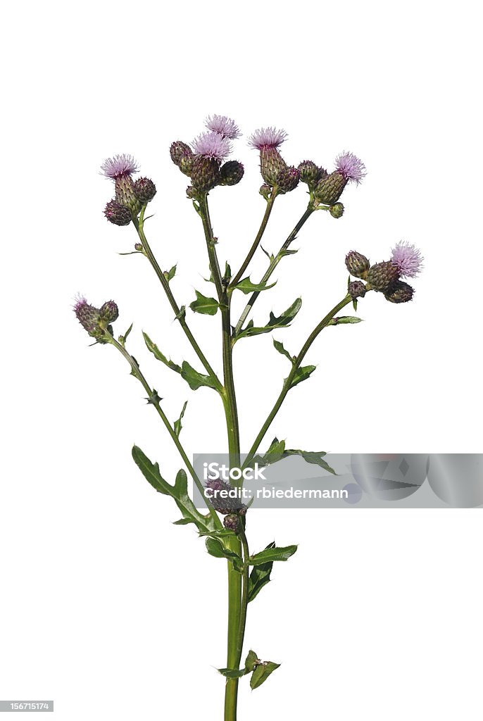 Бодяк ползучий (Cirsium arvense) - Стоковые фото Астровые роялти-фри