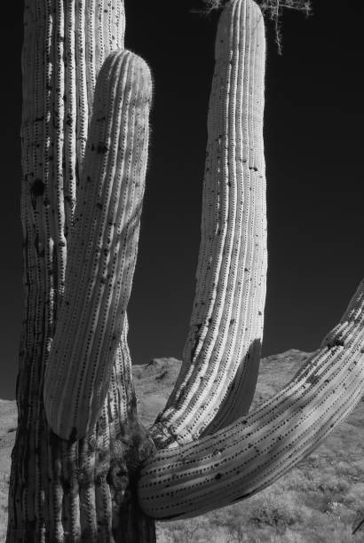 istock Infrared Saguaro Cactus Sonora desert Arizona 1567151837