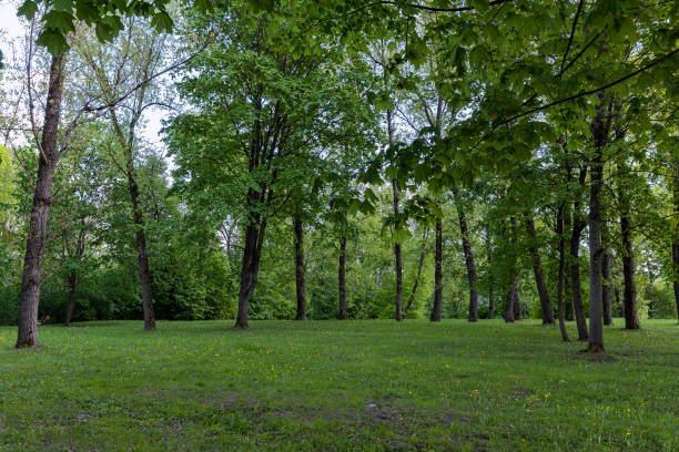 istock deciduous trees in the park in cloudy spring weather 1567151844