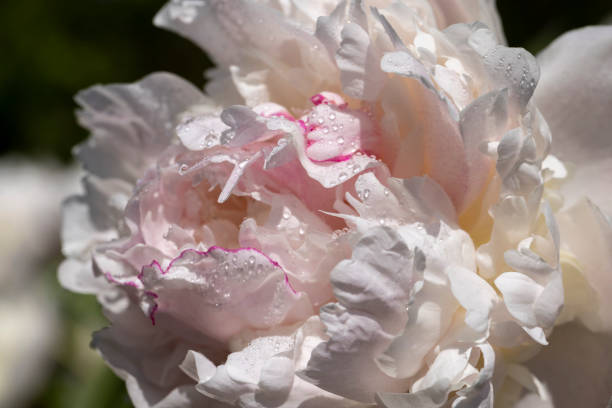 istock beautiful white peonies in summer with water drops 1567161792