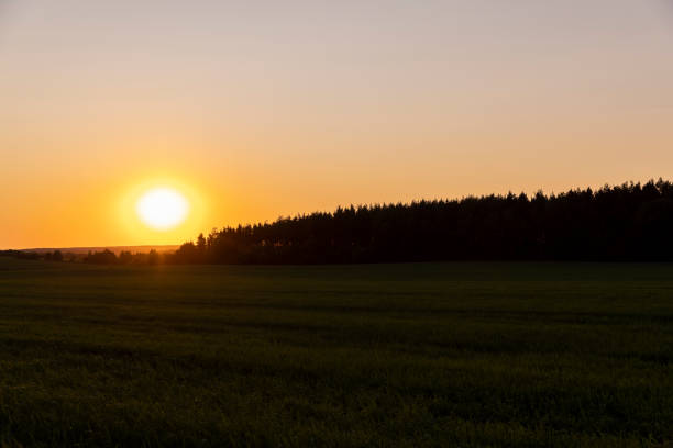 istock a large field with cereals at sunset 1567161798