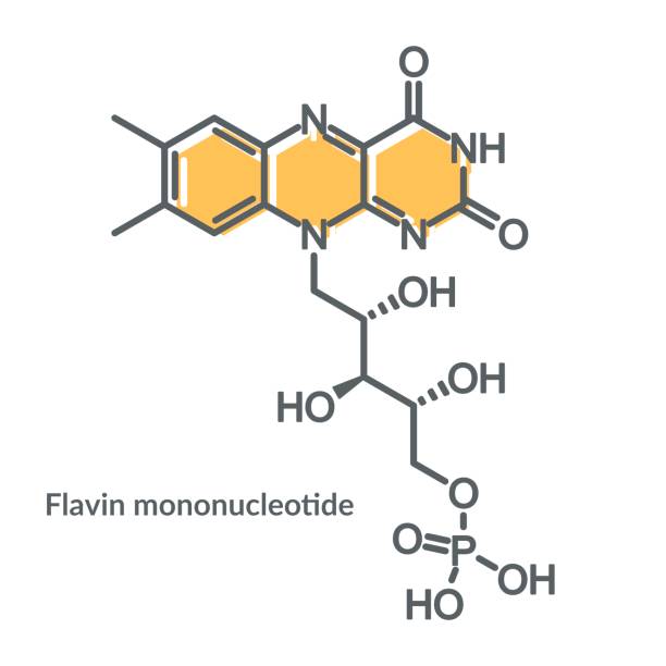 chemische formel des flavin-mononukleotids. skelett-formel. - flavian stock-grafiken, -clipart, -cartoons und -symbole
