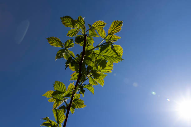 istock young raspberry shrub with green foliage and flowers 1567163983