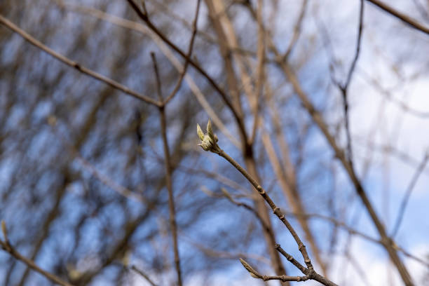 istock Tall deciduous trees in early spring without foliage 1567163994