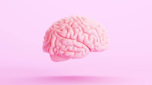 istock Pink brain anatomy mind intelligence medical organ science pink background right view 1567165113