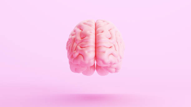 istock Pink brain anatomy mind intelligence medical organ science pink background front view 1567165135