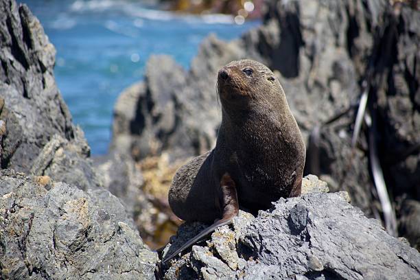 New Zealand fur seal sitting on rocks in Wellington stock photo