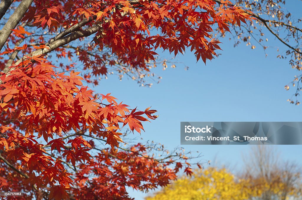 가을맞이 색상 - 로열티 프리 10월 스톡 사진