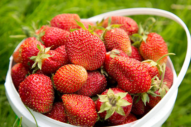 istock Ripe strawberry in bucket on grass 156717172