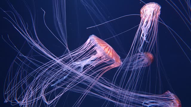 Chrysaora pacifica, Japanese sea nettle, Brown jellyfish, float on undersea.