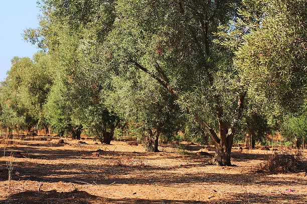 olive-wood in central Israel