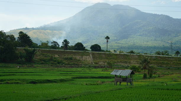 Hut on green rice fields stock photo