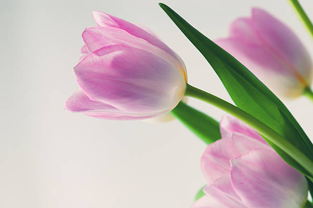 tulipany - growth tulip cultivated three objects zdjęcia i obrazy z banku zdjęć