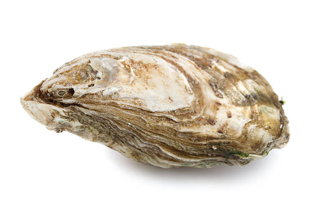 Oyster on white background