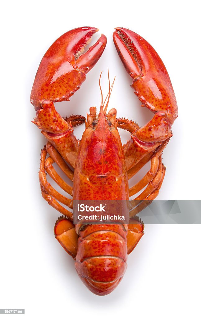 close-up de lagosta - Foto de stock de Lagosta - Marisco royalty-free