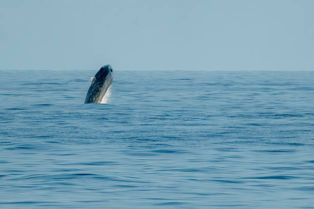 istock Breaching Balaenoptera physalus, the common fin whale incredible jump while migrating to Ligurian sea to France 1567175158