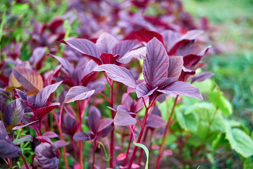 The red leaf amaranth is a beautiful addition to any garden, with its vibrant hues and unique inflorescence.