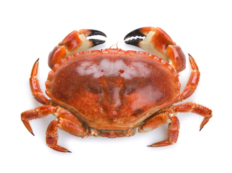 Top view of a boiled crab on a white background
