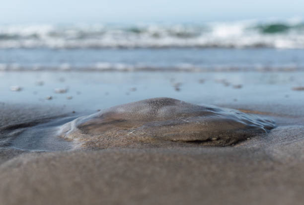 close-up of a jellyfish on a sandy beach