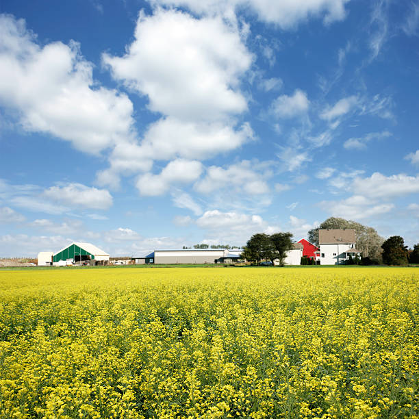 Swedish nature and landscape.