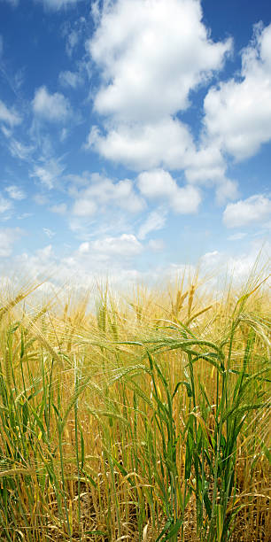 istock XXXL barley close-up 156718215