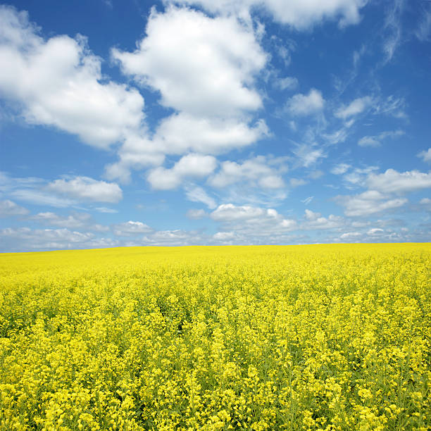 xxxl lumineuse champ de colza - manitoba prairie landscape canada photos et images de collection