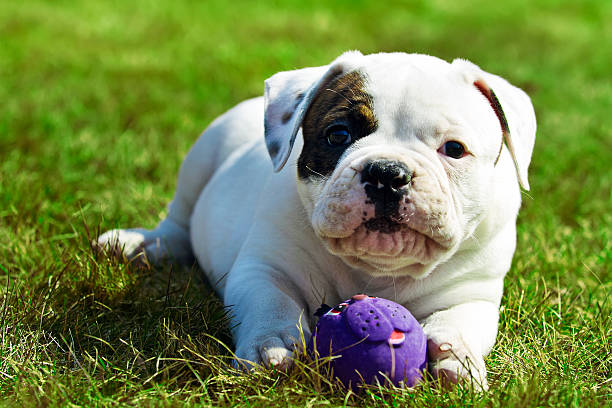 Puppy Small american bulldog playing with a ball american bulldog stock pictures, royalty-free photos & images