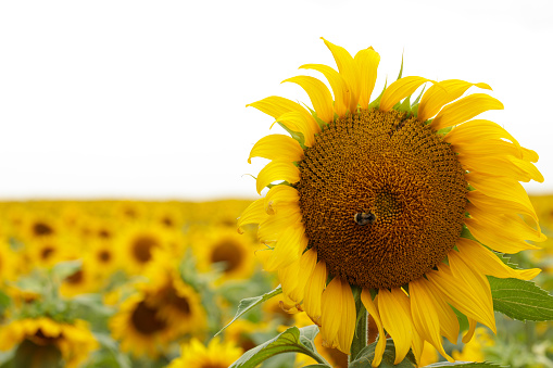 Sunflower detail, field setting, bright yellow, text copy space.