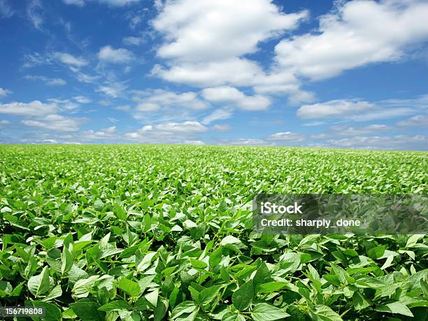 Xxxl Amplia De Soja Campo Foto de stock y más banco de imágenes de Haba de Soja - Haba de Soja, Plantación, Campo - Tierra cultivada