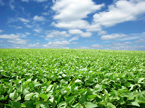 green soybean field with bright sky (XXXL)