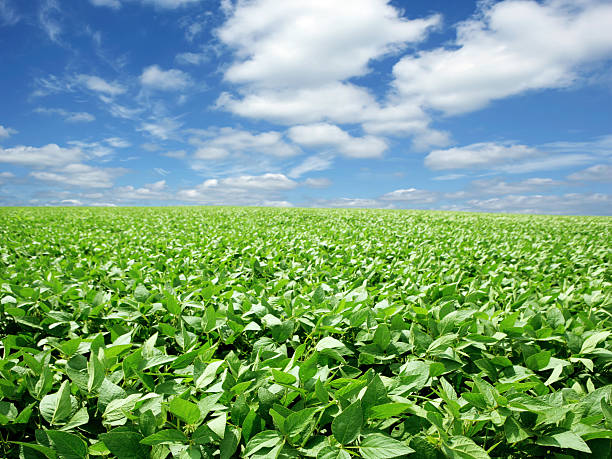 XXXL bright soybean field green soybean field with bright sky (XXXL) arkansas kansas stock pictures, royalty-free photos & images